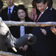 Chinese president Xi Jinping visited Zimbabwe in November and vowed to help protect wildlife.